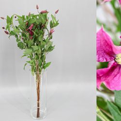 Bouquet de clématites