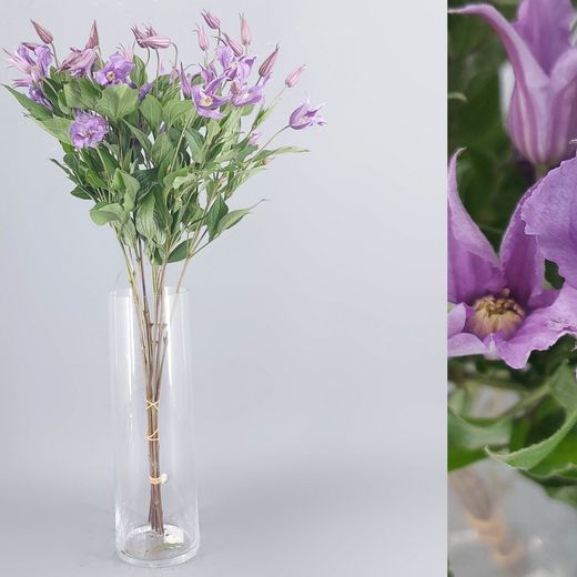 Bouquet de clématites
