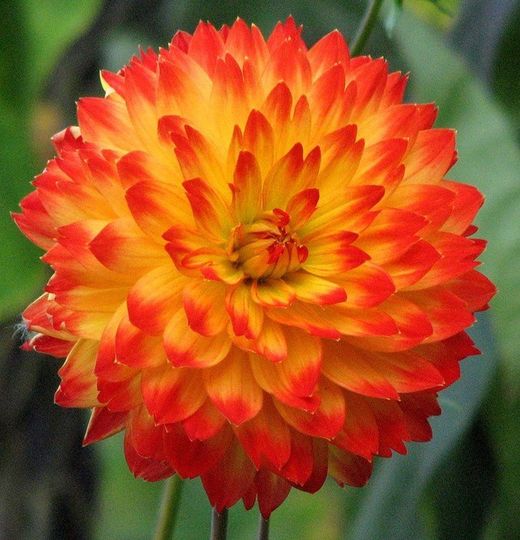Ramo de Dalias