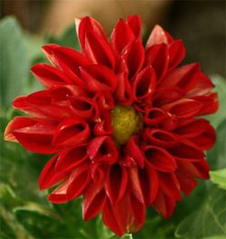 Ramo de Dalias