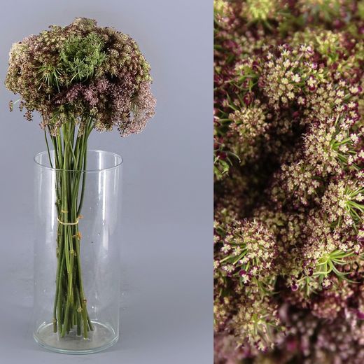 Ramo de Daucus Carota Dara 10 tallos