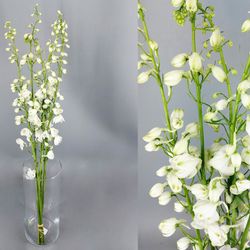 Ramo de Delphinium