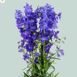 Ramo de Delphinium