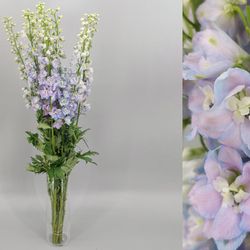 Ramo de Delphinium