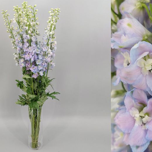 Ramo de Delphinium