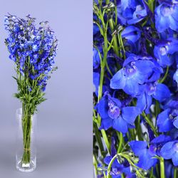 Ramo de Delphinium
