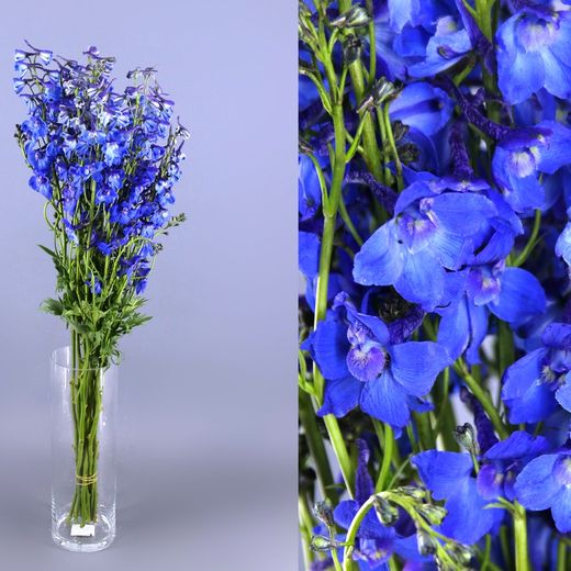Ramo de Delphinium
