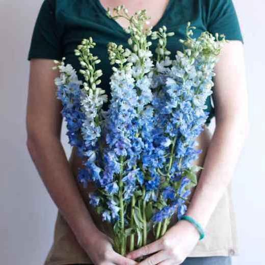 Ramo de Delphinium
