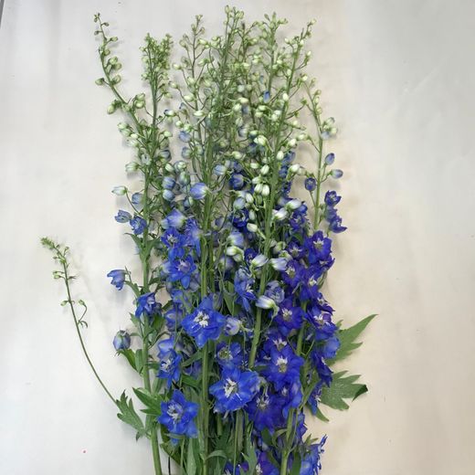 Ramo de Delphinium