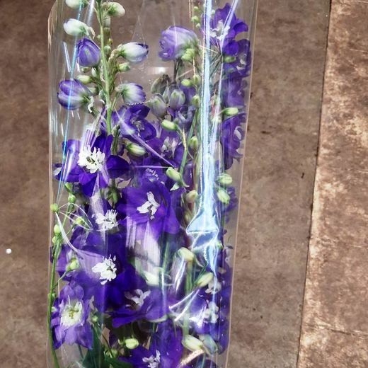 Ramo de Delphinium