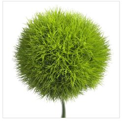 Ram de Dianthus barbatus