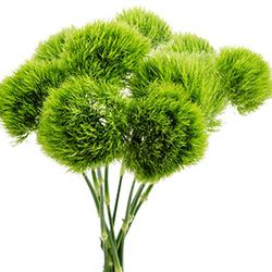 Ram de Dianthus barbatus