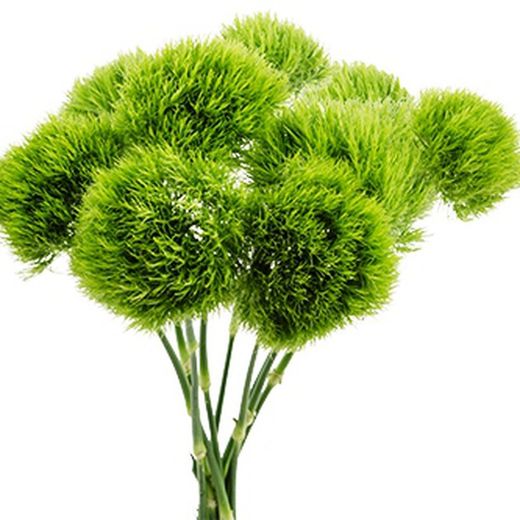 Ram de Dianthus barbatus