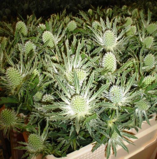 Ramo de Eryngium Alpinum