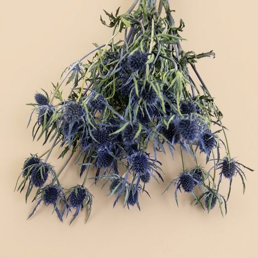 Ramo de Eryngium seco