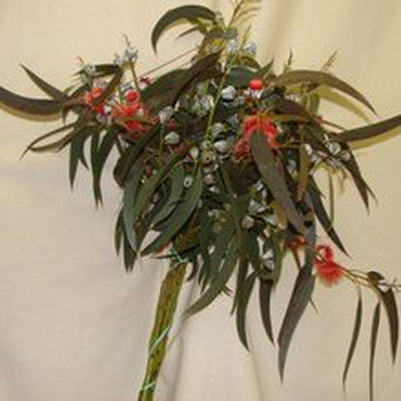 tener Persuasivo Comprensión Ramo de Eucaliptus en Flor — Floresfrescasonline