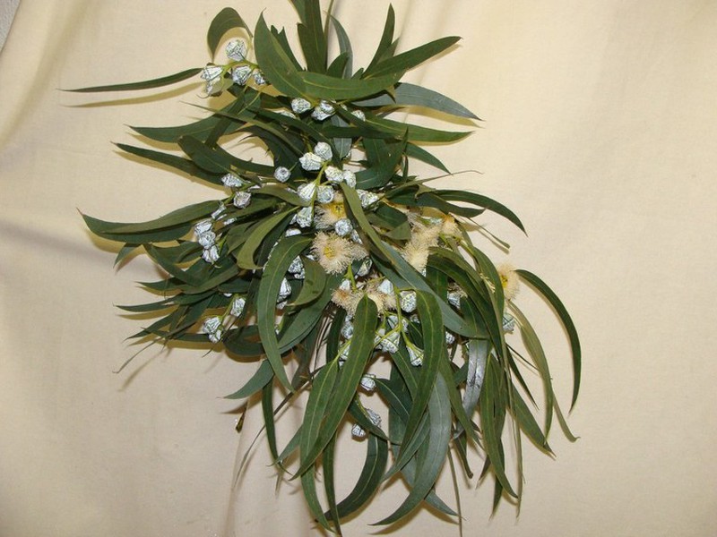 Investigación Contorno puño Ram de Eucaliptus en Flor — Flors Catalunya