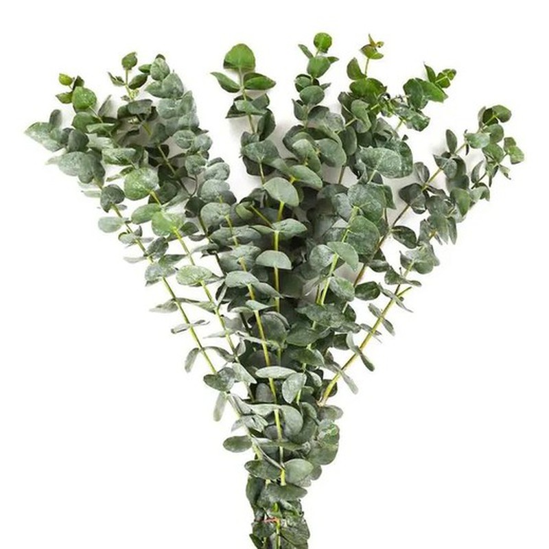 Ramo de Eucaliptus Gunni — Floresfrescasonline