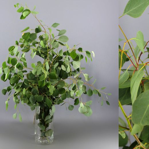 Ramo de Eucaliptus Populus