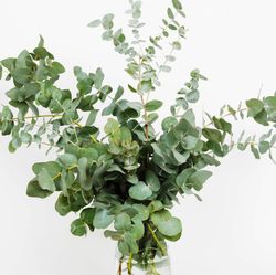 Bouquet d'Eucalyptus USA