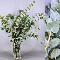 Bouquet d'Eucalyptus USA
