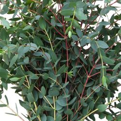 Ramo de Eucalyptus Parvifolia