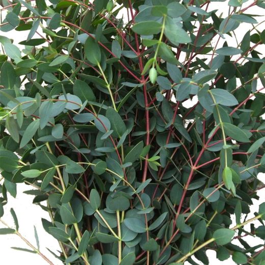 Ramo de Eucalyptus Parvifolia