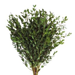 Ramo de Eucalyptus Parvifolia