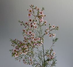 Ramo de Flor de Cera