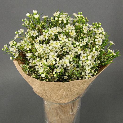 Ramo de Flor de Cera