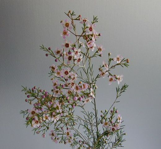 Ramo de Flor de Cera
