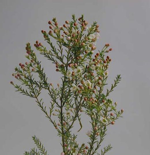 Ramo de Flor de Cera