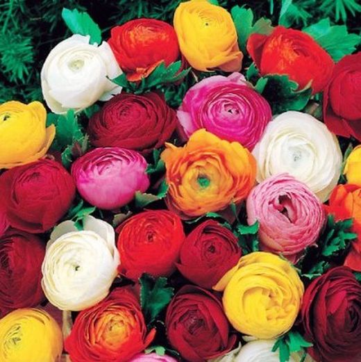 Francesilla Bouquet