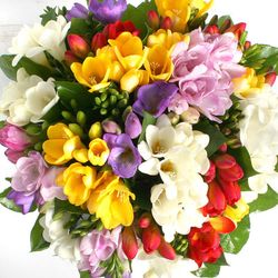 Ramo de Freesia