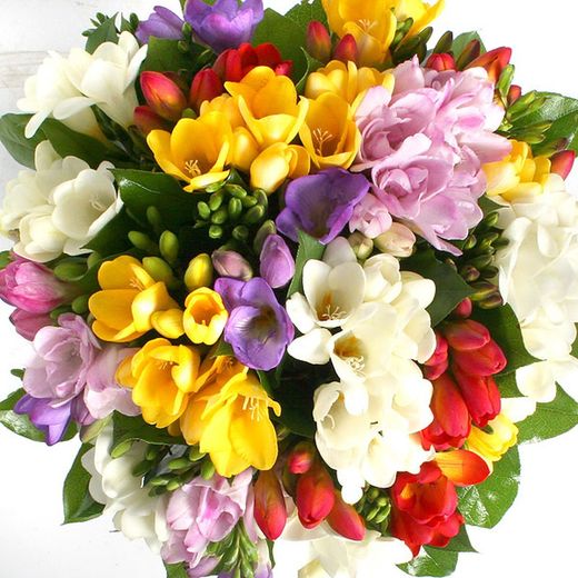 Ramo de Freesia