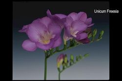 Bouquet de Freesia