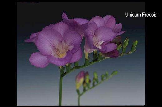 Bouquet de Freesia