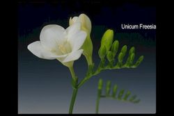 Ramo de Freesia