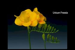 Ramo de Freesia