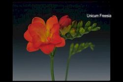 Bouquet de Freesia