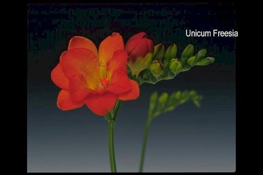 Bouquet de Freesia