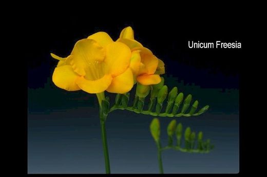 Ramo de Freesia