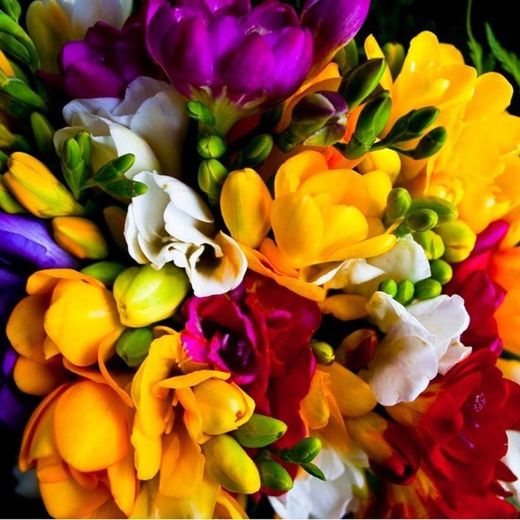 Ramo de Freesia