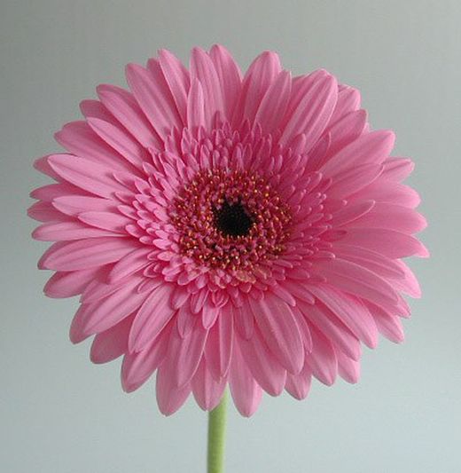 Ram de Gerbera Mini