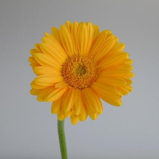 Ram de Gerbera Mini
