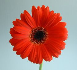 Ram de Gerbera Mini
