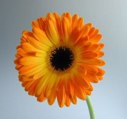 Ram de Gerbera Mini