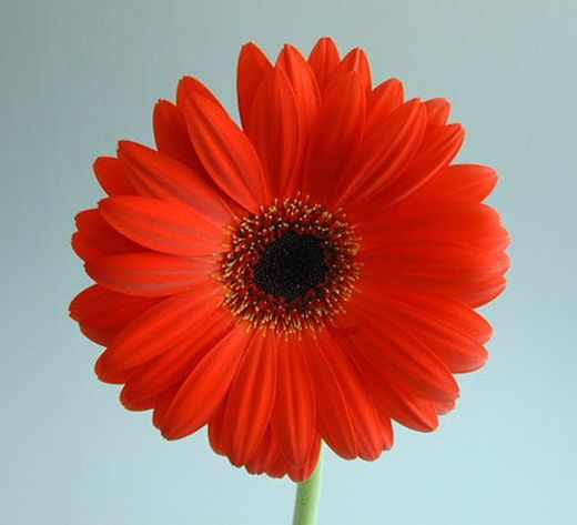 Ram de Gerbera Mini