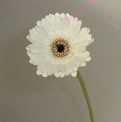 Ram de Gerbera Mini