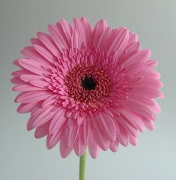 Ram de Gerbera Mini